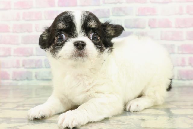 山形県のチワワ(ロング) (Coo&RIKU山形店/2026年2月1日生まれ/女の子/ホワイトブラックタン)の子犬の2枚目の画像