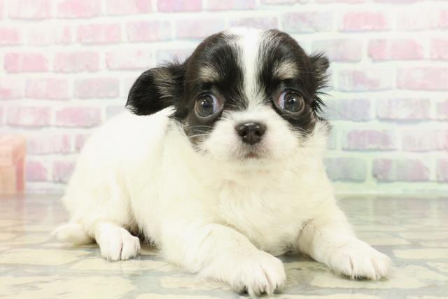 山形県のチワワ(ロング) (Coo&RIKU山形店/2026年2月1日生まれ/女の子/ホワイトブラックタン)の子犬の3枚目の画像