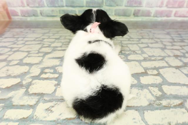 山形県のチワワ(ロング) (Coo&RIKU山形店/2026年2月1日生まれ/女の子/ホワイトブラックタン)の子犬の4枚目の画像