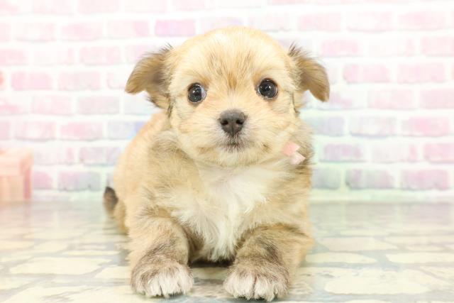 新潟県のチワマル/マルチワ(チワワ×マルチーズ) (Coo&RIKU長岡店/2026年1月30日生まれ/女の子/フォーンホワイト)の子犬の1枚目の画像