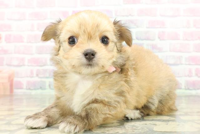 新潟県のチワマル/マルチワ(チワワ×マルチーズ) (Coo&RIKU長岡店/2026年1月30日生まれ/女の子/フォーンホワイト)の子犬の2枚目の画像