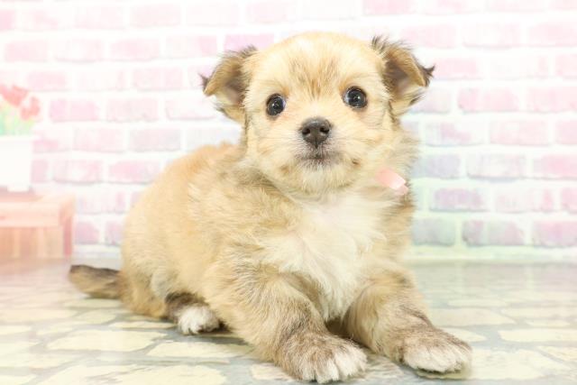 新潟県のチワマル/マルチワ(チワワ×マルチーズ) (Coo&RIKU長岡店/2026年1月30日生まれ/女の子/フォーンホワイト)の子犬の3枚目の画像