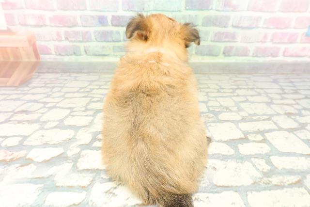 新潟県のチワマル/マルチワ(チワワ×マルチーズ) (Coo&RIKU長岡店/2026年1月30日生まれ/女の子/フォーンホワイト)の子犬の4枚目の画像