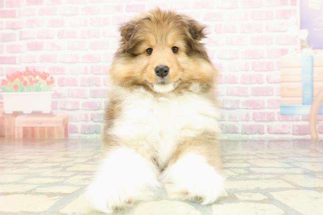 新潟県のシェットランドシープドッグ (Coo&RIKU長岡店/2026年1月28日生まれ/男の子/セーブルホワイト)の子犬の1枚目の画像