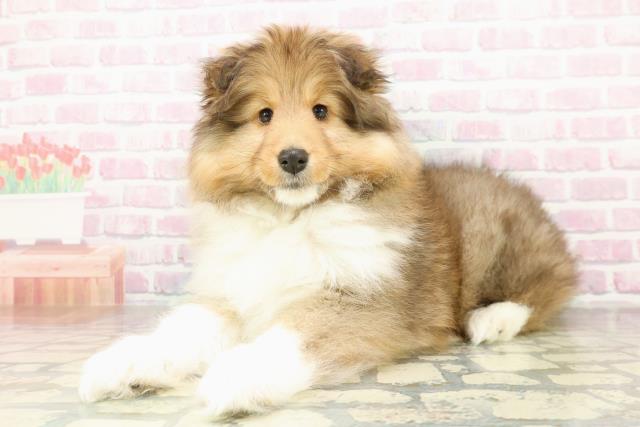 新潟県のシェットランドシープドッグ (Coo&RIKU長岡店/2026年1月28日生まれ/男の子/セーブルホワイト)の子犬の2枚目の画像