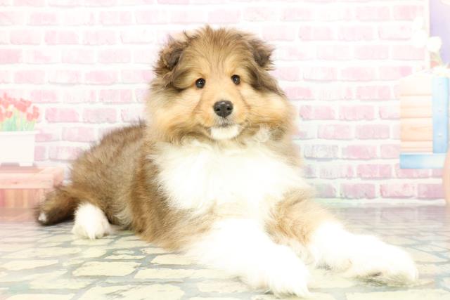 新潟県のシェットランドシープドッグ (Coo&RIKU長岡店/2026年1月28日生まれ/男の子/セーブルホワイト)の子犬の3枚目の画像