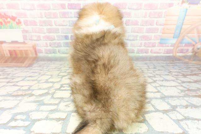 新潟県のシェットランドシープドッグ (Coo&RIKU長岡店/2026年1月28日生まれ/男の子/セーブルホワイト)の子犬の4枚目の画像