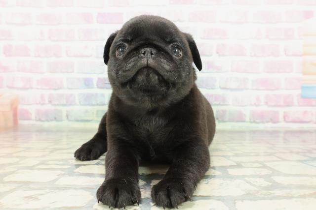 神奈川県のパグ (Coo&RIKU日吉店/2026年2月3日生まれ/男の子/ブラック)の子犬の1枚目の画像