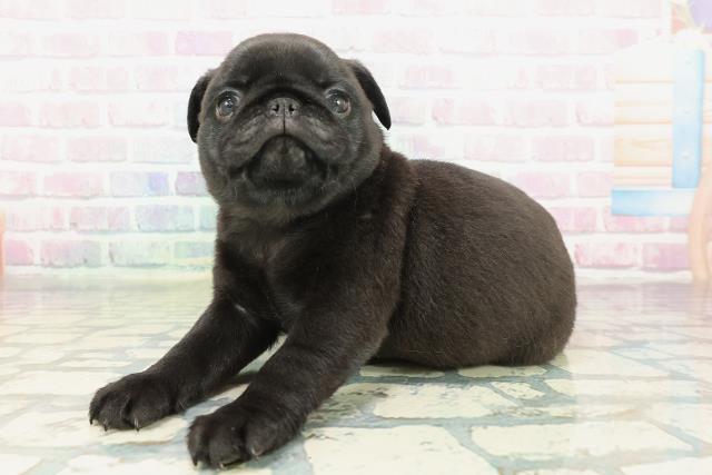 神奈川県のパグ (Coo&RIKU日吉店/2026年2月3日生まれ/男の子/ブラック)の子犬の2枚目の画像