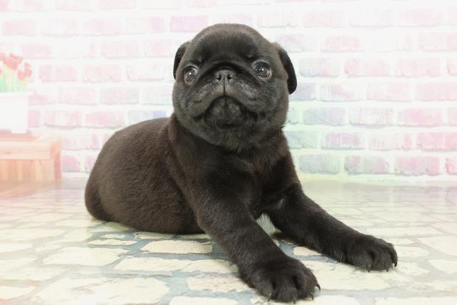 神奈川県のパグ (Coo&RIKU日吉店/2026年2月3日生まれ/男の子/ブラック)の子犬の3枚目の画像