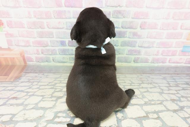 神奈川県のパグ (Coo&RIKU日吉店/2026年2月3日生まれ/男の子/ブラック)の子犬の4枚目の画像