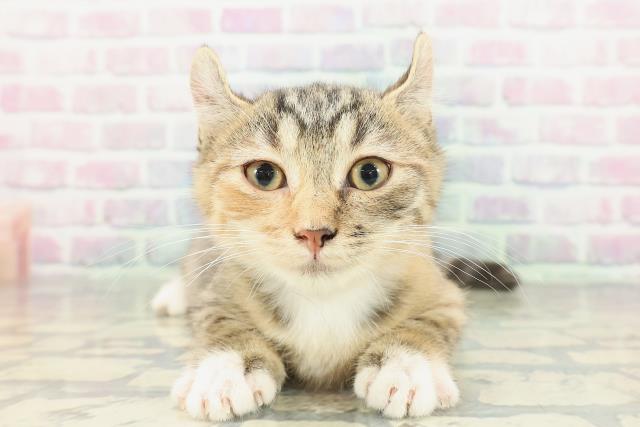 2025年12月21日生まれのキンカロー