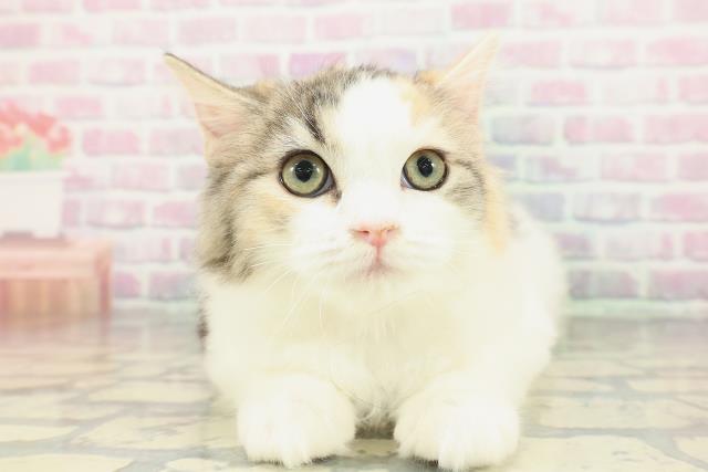 埼玉県のラガマフィン (Coo&RIKU熊谷ニットーモール店/2025年11月24日生まれ/女の子/キャリコ)の子猫