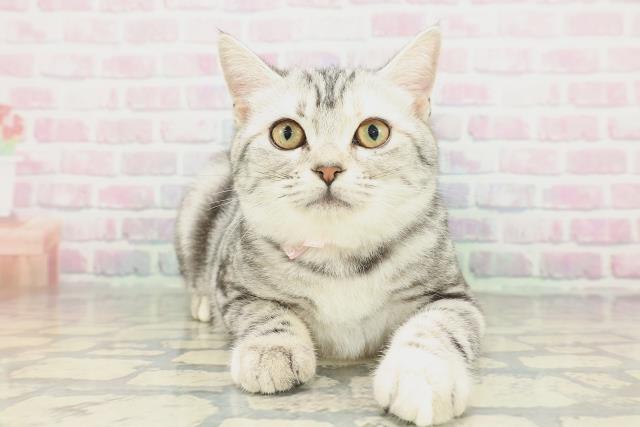 東京都のアメリカンショートヘアー (Coo&RIKU東久留米店/2025年10月31日生まれ/女の子/シルバーパッチドタビー)の子猫の1枚目の画像