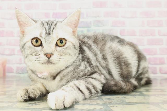 東京都のアメリカンショートヘアー (Coo&RIKU東久留米店/2025年10月31日生まれ/女の子/シルバーパッチドタビー)の子猫の2枚目の画像