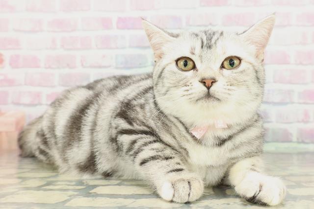 東京都のアメリカンショートヘアー (Coo&RIKU東久留米店/2025年10月31日生まれ/女の子/シルバーパッチドタビー)の子猫の3枚目の画像