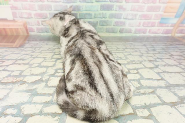 東京都のアメリカンショートヘアー (Coo&RIKU東久留米店/2025年10月31日生まれ/女の子/シルバーパッチドタビー)の子猫の4枚目の画像