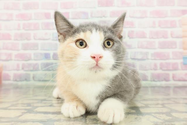 埼玉県のマンチカン (Coo&RIKU川口戸塚店/2025年12月24日生まれ/女の子/ダイリュートキャリコ)の子猫の1枚目の画像