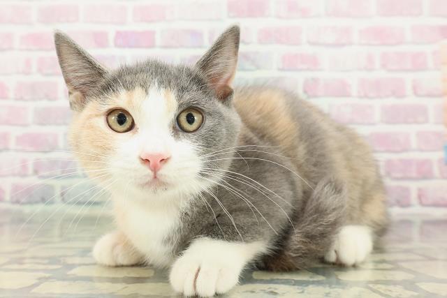 埼玉県のマンチカン (Coo&RIKU川口戸塚店/2025年12月24日生まれ/女の子/ダイリュートキャリコ)の子猫の2枚目の画像