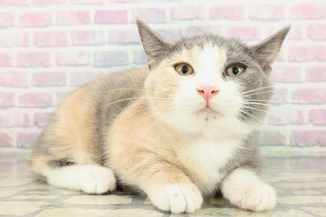 埼玉県のマンチカン (Coo&RIKU川口戸塚店/2025年12月24日生まれ/女の子/ダイリュートキャリコ)の子猫の3枚目の画像