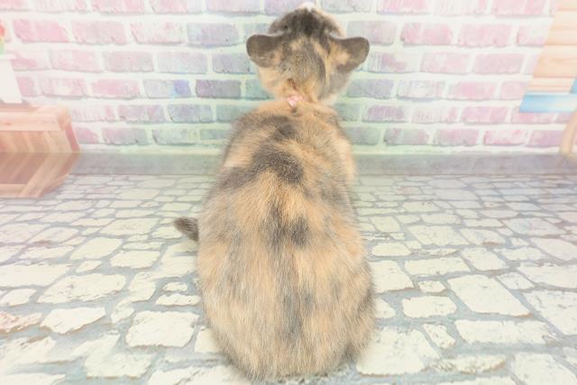 埼玉県のマンチカン (Coo&RIKU川口戸塚店/2025年12月24日生まれ/女の子/ダイリュートキャリコ)の子猫の4枚目の画像