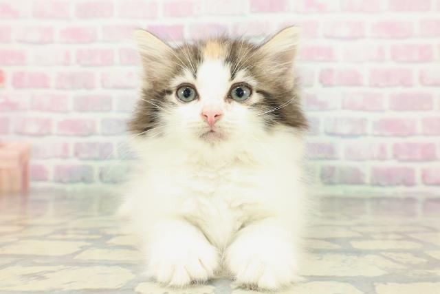 東京都のノルウェージャンフォレストキャット (Coo&RIKU東久留米店/2026年1月25日生まれ/女の子/ブラウンパッチドタビーホワイト)の子猫の1枚目の画像