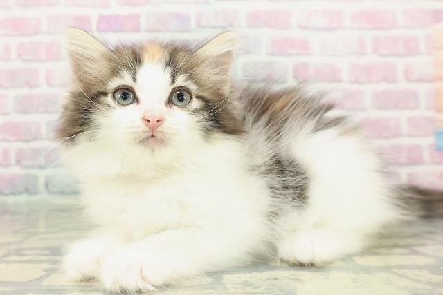 東京都のノルウェージャンフォレストキャット (Coo&RIKU東久留米店/2026年1月25日生まれ/女の子/ブラウンパッチドタビーホワイト)の子猫の2枚目の画像