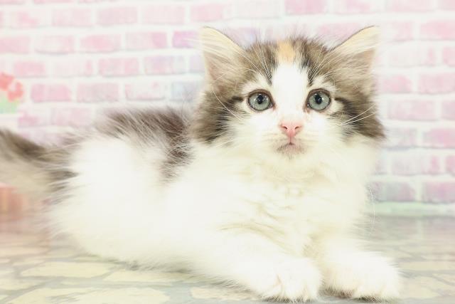 東京都のノルウェージャンフォレストキャット (Coo&RIKU東久留米店/2026年1月25日生まれ/女の子/ブラウンパッチドタビーホワイト)の子猫の3枚目の画像