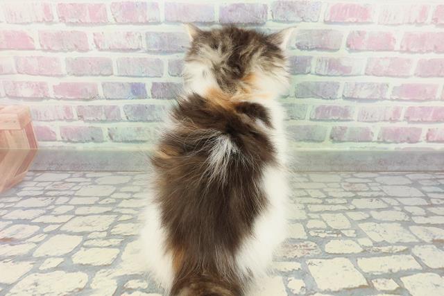 東京都のノルウェージャンフォレストキャット (Coo&RIKU東久留米店/2026年1月25日生まれ/女の子/ブラウンパッチドタビーホワイト)の子猫の4枚目の画像