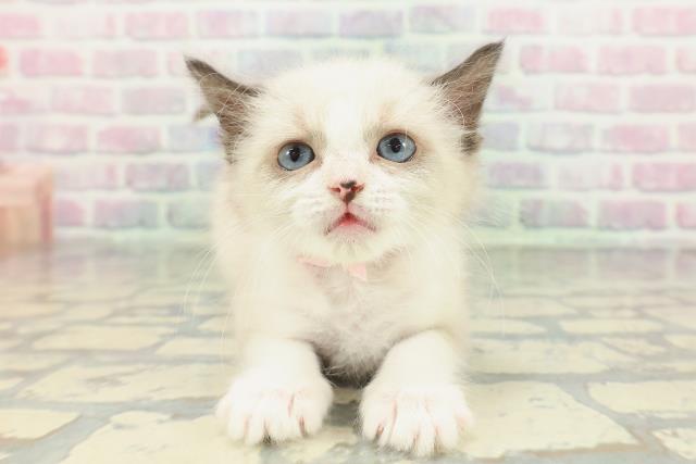 群馬県のラグドール (Coo&RIKUDCM館林店/2026年1月31日生まれ/女の子/シールポイントバイカラー)の子猫の1枚目の画像