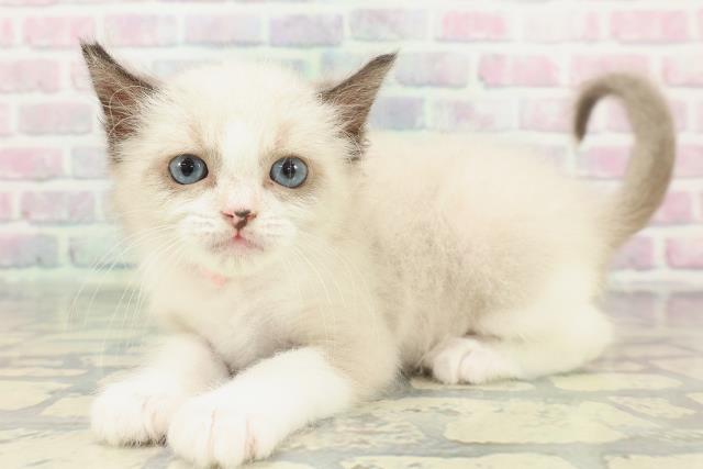 群馬県のラグドール (Coo&RIKUDCM館林店/2026年1月31日生まれ/女の子/シールポイントバイカラー)の子猫の2枚目の画像
