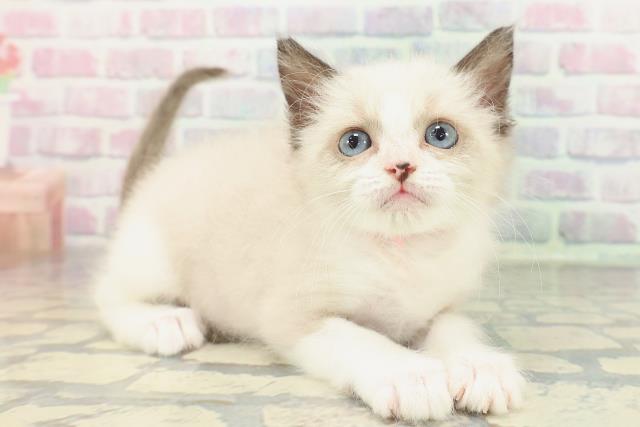 群馬県のラグドール (Coo&RIKUDCM館林店/2026年1月31日生まれ/女の子/シールポイントバイカラー)の子猫の3枚目の画像