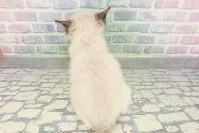 群馬県のラグドール (Coo&RIKUDCM館林店/2026年1月31日生まれ/女の子/シールポイントバイカラー)の子猫の4枚目の画像