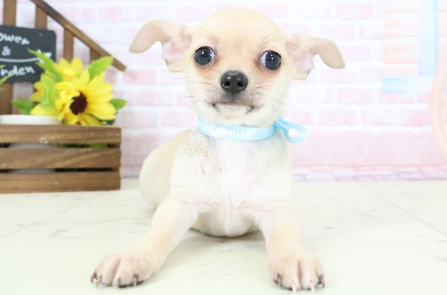 長崎県のチワワ(スムース) (Coo&RIKU長崎佐世保店/2026年2月3日生まれ/男の子/フォーンホワイト)の子犬の1枚目の画像