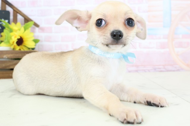 長崎県のチワワ(スムース) (Coo&RIKU長崎佐世保店/2026年2月3日生まれ/男の子/フォーンホワイト)の子犬の2枚目の画像