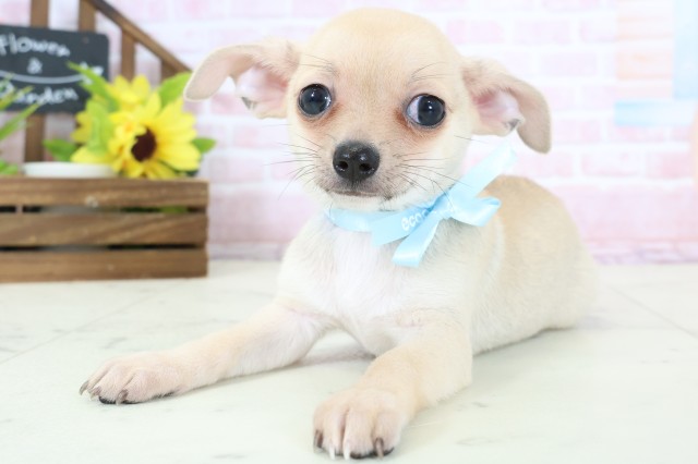 長崎県のチワワ(スムース) (Coo&RIKU長崎佐世保店/2026年2月3日生まれ/男の子/フォーンホワイト)の子犬の3枚目の画像