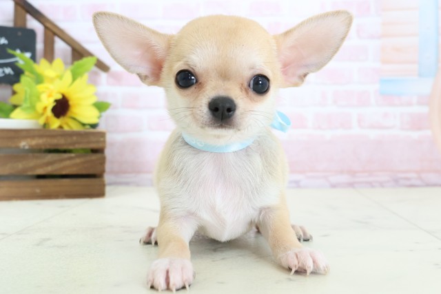 熊本県のチワワ(スムース) (Coo&RIKUイオンモール宇城店/2026年2月3日生まれ/男の子/フォーンホワイト)の子犬の1枚目の画像