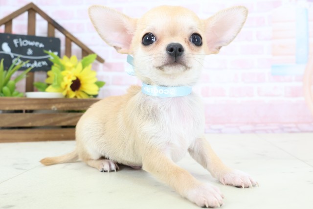 熊本県のチワワ(スムース) (Coo&RIKUイオンモール宇城店/2026年2月3日生まれ/男の子/フォーンホワイト)の子犬の2枚目の画像