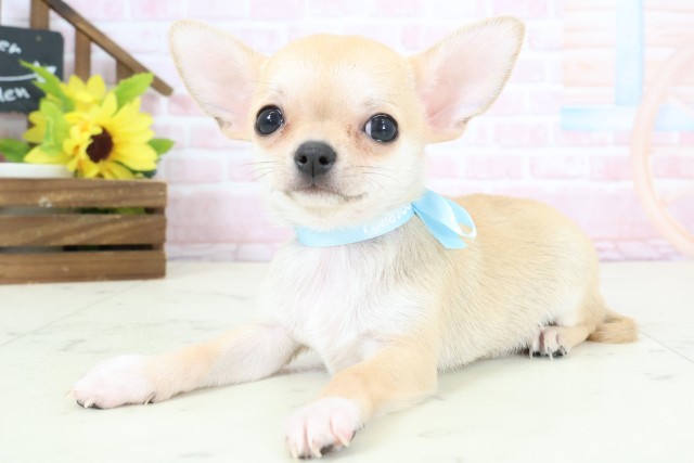 熊本県のチワワ(スムース) (Coo&RIKUイオンモール宇城店/2026年2月3日生まれ/男の子/フォーンホワイト)の子犬の3枚目の画像