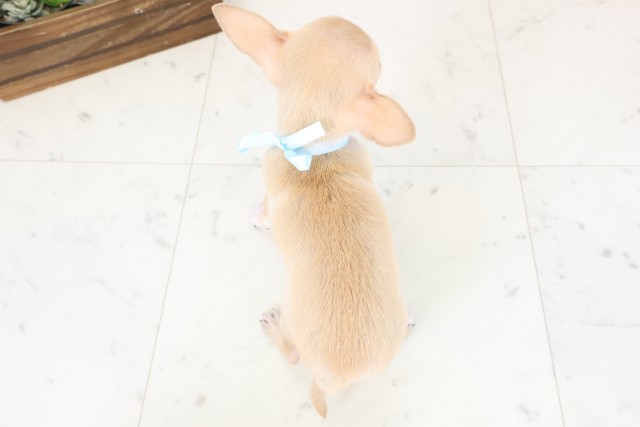 熊本県のチワワ(スムース) (Coo&RIKUイオンモール宇城店/2026年2月3日生まれ/男の子/フォーンホワイト)の子犬の4枚目の画像