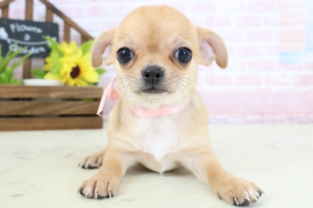 福岡県のチワワ(スムース) (Coo&RIKU福岡古賀店/2026年2月3日生まれ/女の子/フォーンホワイト)の子犬の1枚目の画像