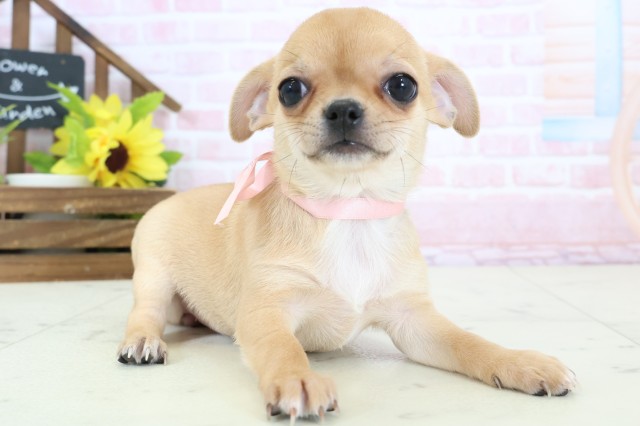 福岡県のチワワ(スムース) (Coo&RIKU福岡古賀店/2026年2月3日生まれ/女の子/フォーンホワイト)の子犬の2枚目の画像