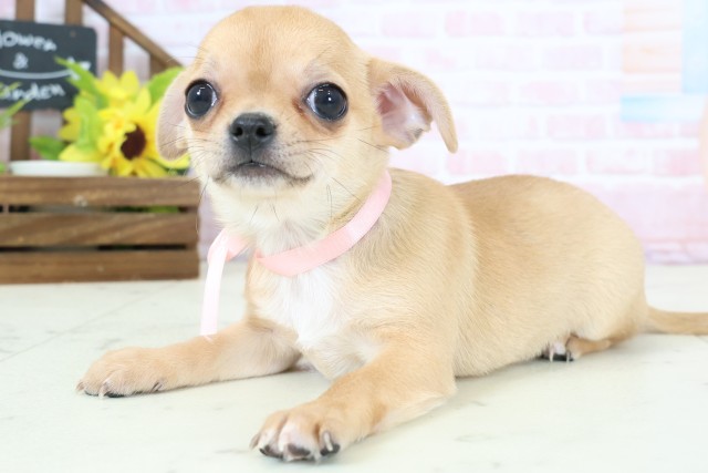 福岡県のチワワ(スムース) (Coo&RIKU福岡古賀店/2026年2月3日生まれ/女の子/フォーンホワイト)の子犬の3枚目の画像