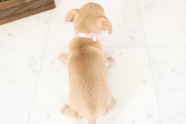 福岡県のチワワ(スムース) (Coo&RIKU福岡古賀店/2026年2月3日生まれ/女の子/フォーンホワイト)の子犬の4枚目の画像