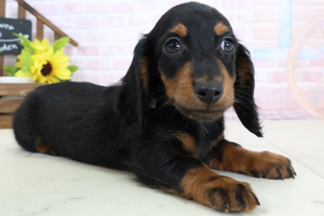 鹿児島県のミニチュアダックスフンド(ロング) (Coo&RIKU鹿児島店/2026年2月2日生まれ/男の子/ブラックタン)の子犬の2枚目の画像