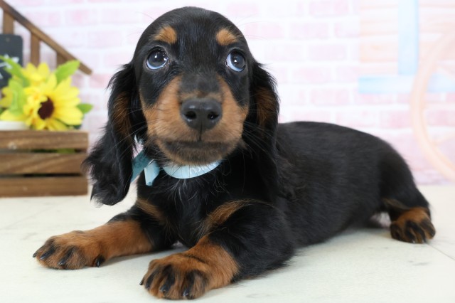 鹿児島県のミニチュアダックスフンド(ロング) (Coo&RIKU鹿児島店/2026年2月2日生まれ/男の子/ブラックタン)の子犬の3枚目の画像