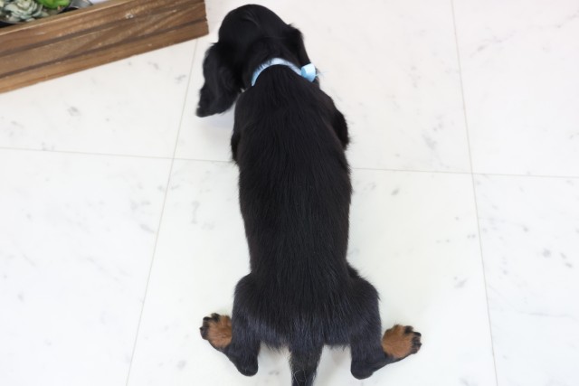 鹿児島県のミニチュアダックスフンド(ロング) (Coo&RIKU鹿児島店/2026年2月2日生まれ/男の子/ブラックタン)の子犬の4枚目の画像