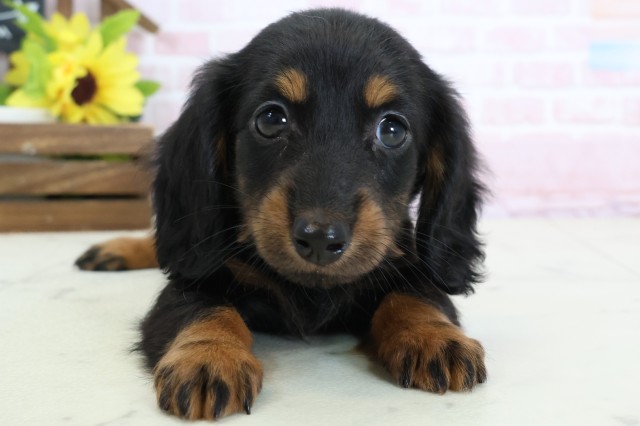 福岡県のミニチュアダックスフンド(ロング) (Coo&RIKUフォレストシティ春日店/2026年2月2日生まれ/男の子/ブラックタン)の子犬の1枚目の画像