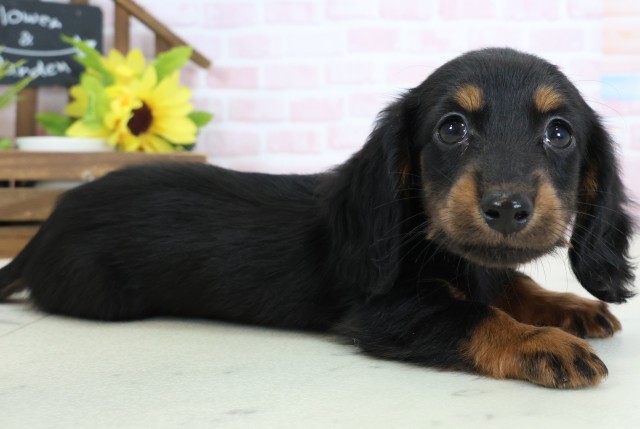 福岡県のミニチュアダックスフンド(ロング) (Coo&RIKUフォレストシティ春日店/2026年2月2日生まれ/男の子/ブラックタン)の子犬の2枚目の画像