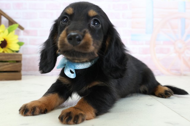 福岡県のミニチュアダックスフンド(ロング) (Coo&RIKUフォレストシティ春日店/2026年2月2日生まれ/男の子/ブラックタン)の子犬の3枚目の画像